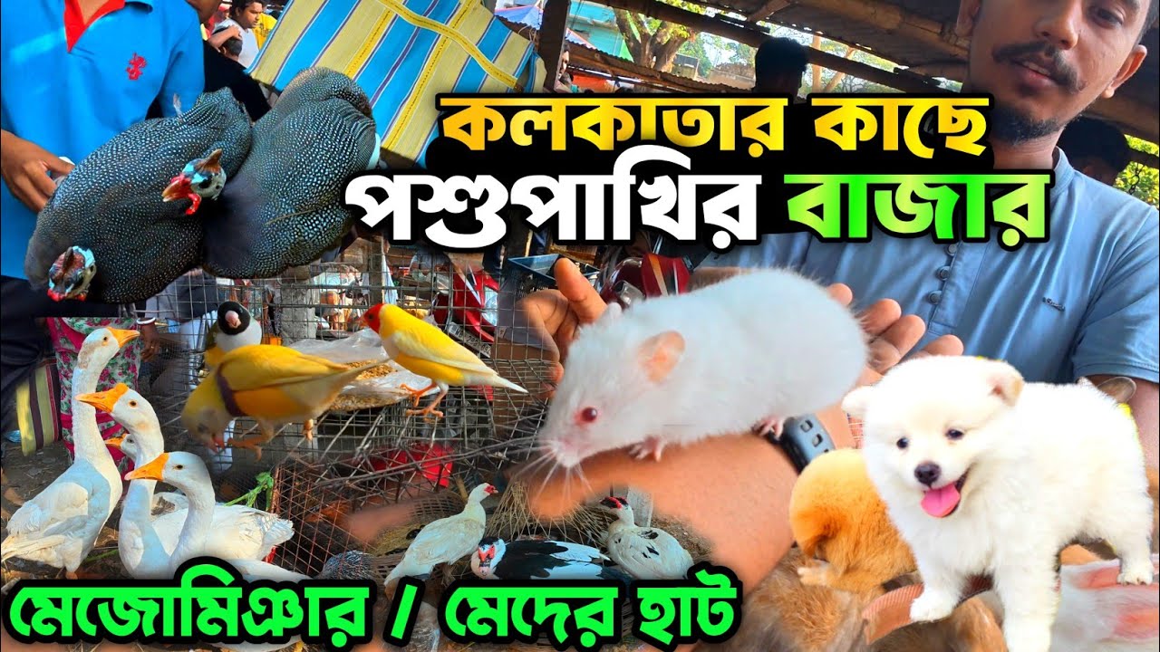 হরেকরকম পশু-পাখি পাওয়া যায় এই হাটে || Pet Market of Animals and Birds