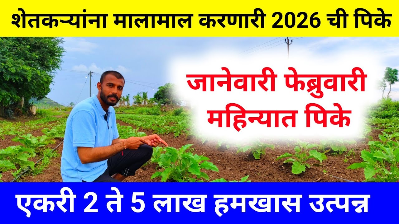 जानेवारी फेब्रुवारी 2026 मध्ये मालामाल पिके | एकरी 2 ते 5 लाख मिळणारच | january february food | crop