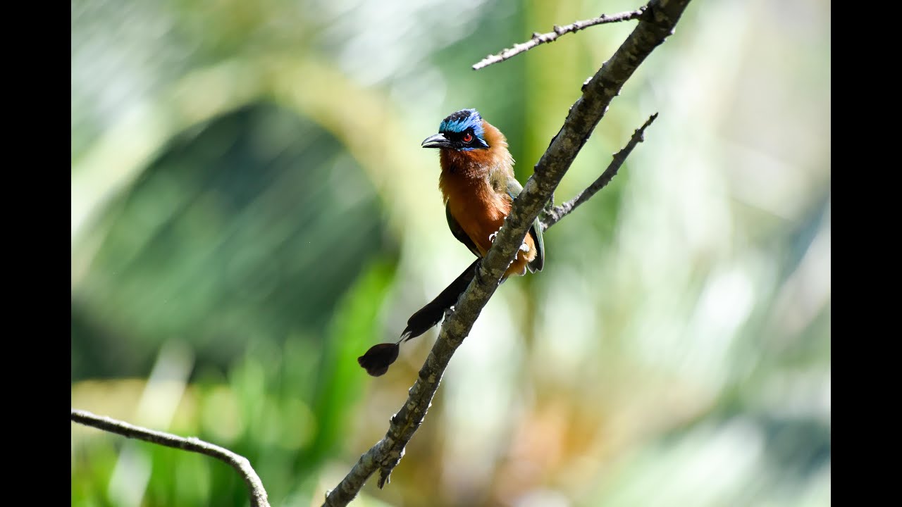 Birding Trinidad & Tobago 12.28.19 to 01.06.20 at Asa Wright Nature Center and The Blue Waters Inn