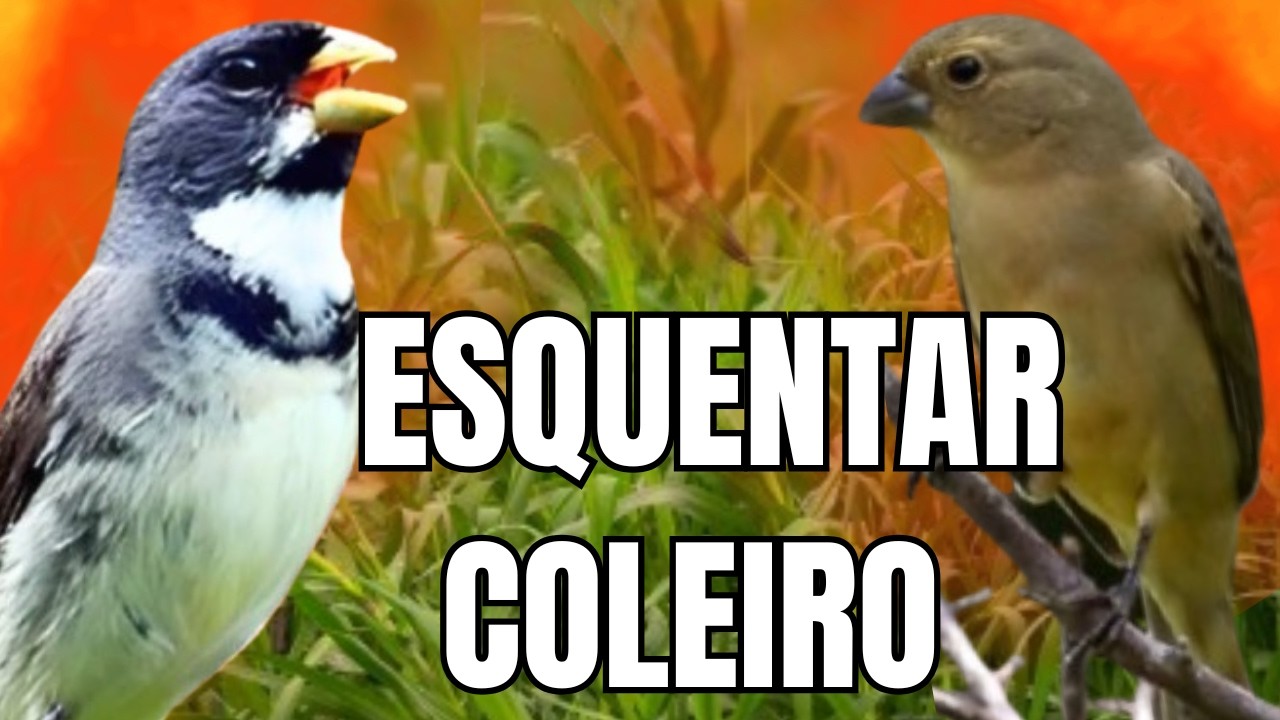 ESQUENTAR COLEIRO TUI TUI COM FÊMEA CHAMANDO E COLEIRO TUI TUI PARA ESQUENTAR COLEIRO TUI TUI