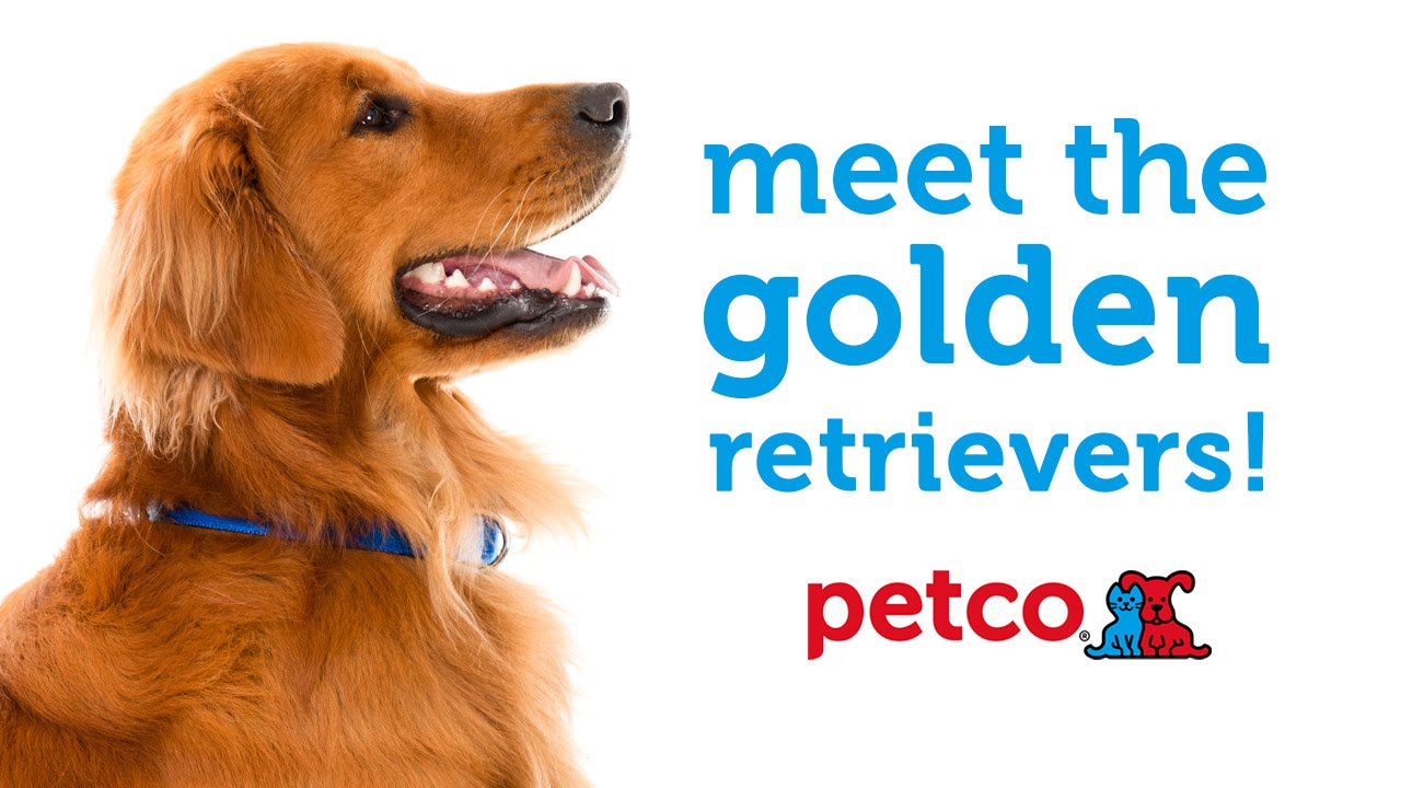 Golden Retrievers: Meet the Dog Breed with Petco