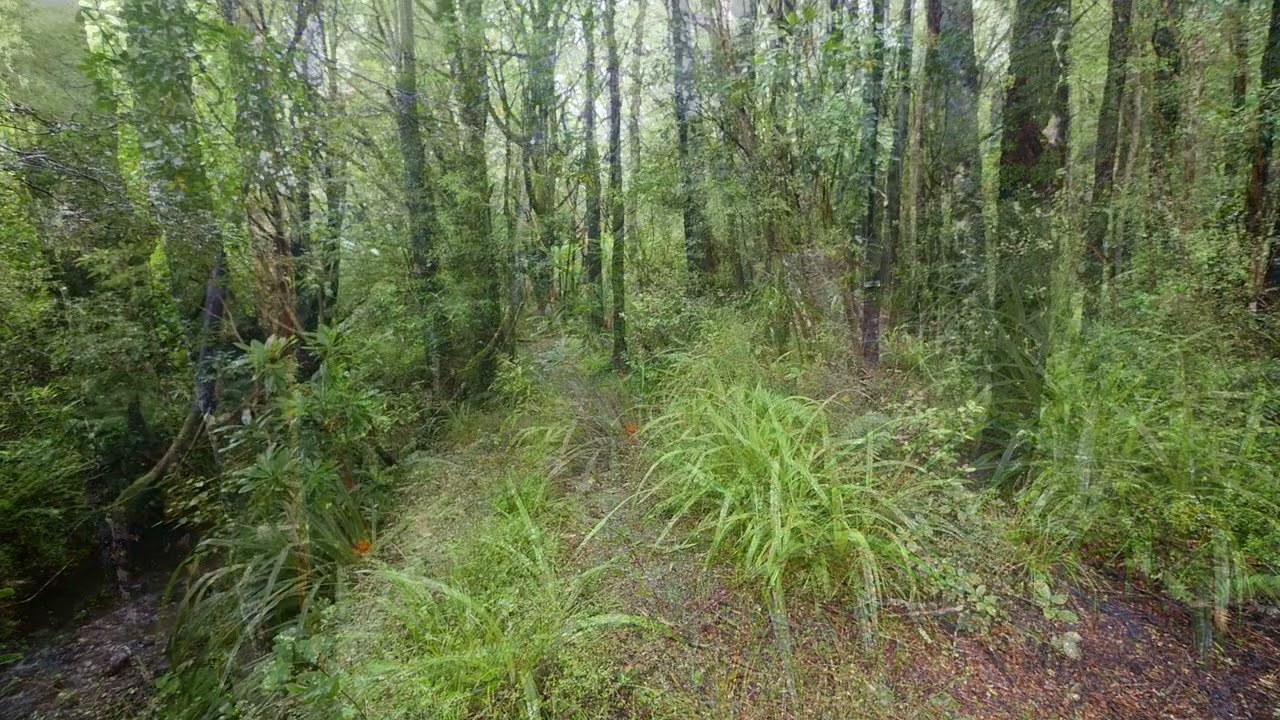 Call of the Tui, river and birdsong, New Zealand Ambience.