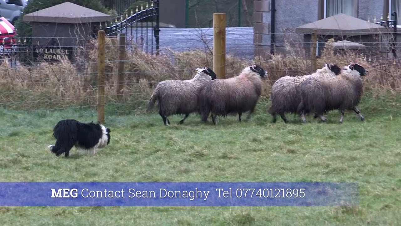 MEG (Sold)  - Sheepdog for sale on 10.3.2020 at Moffat, Dumfries and Galloway.