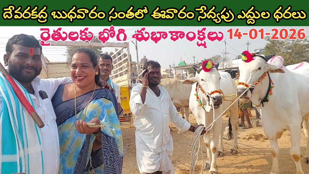 దేవరకద్ర బుధవారం ఎద్దుల సంత | Devarakadra Bulls market | Oxen prices | 14-01-2026 @purnafarms 