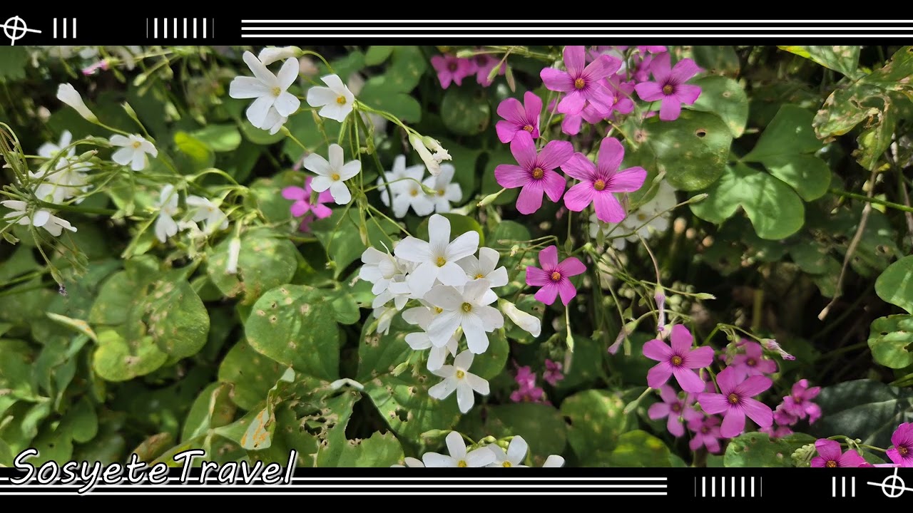 Kalıcı Bahçe Çiçekleri Nelerdir?