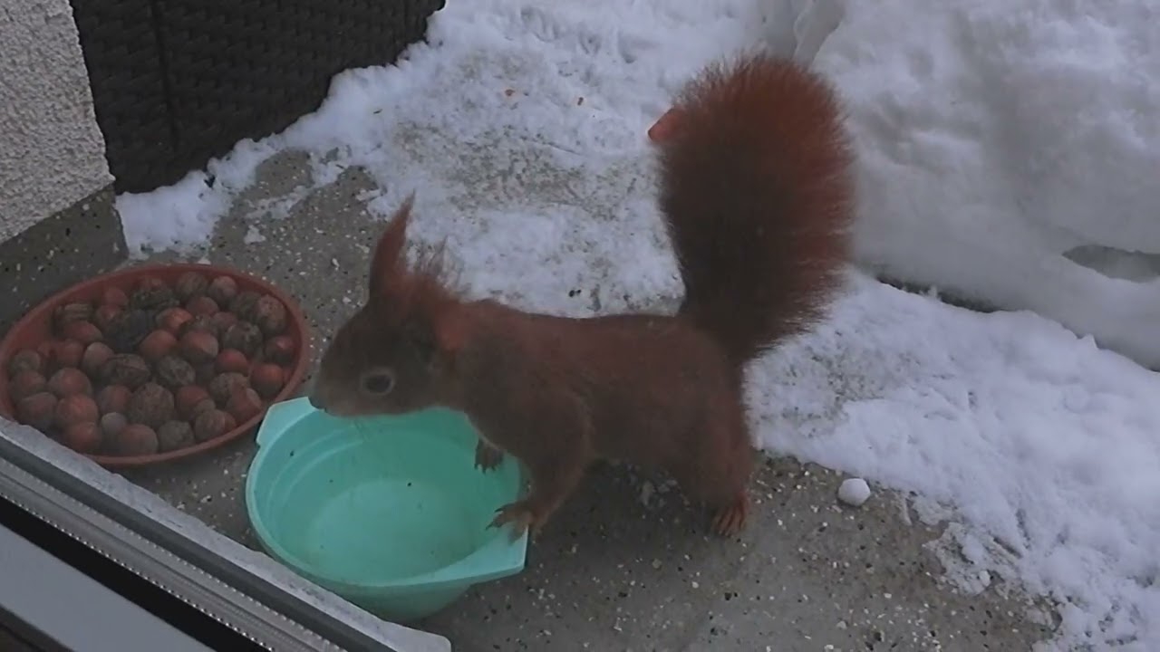 Tagträume🐿️Früher Schnee Ausflug