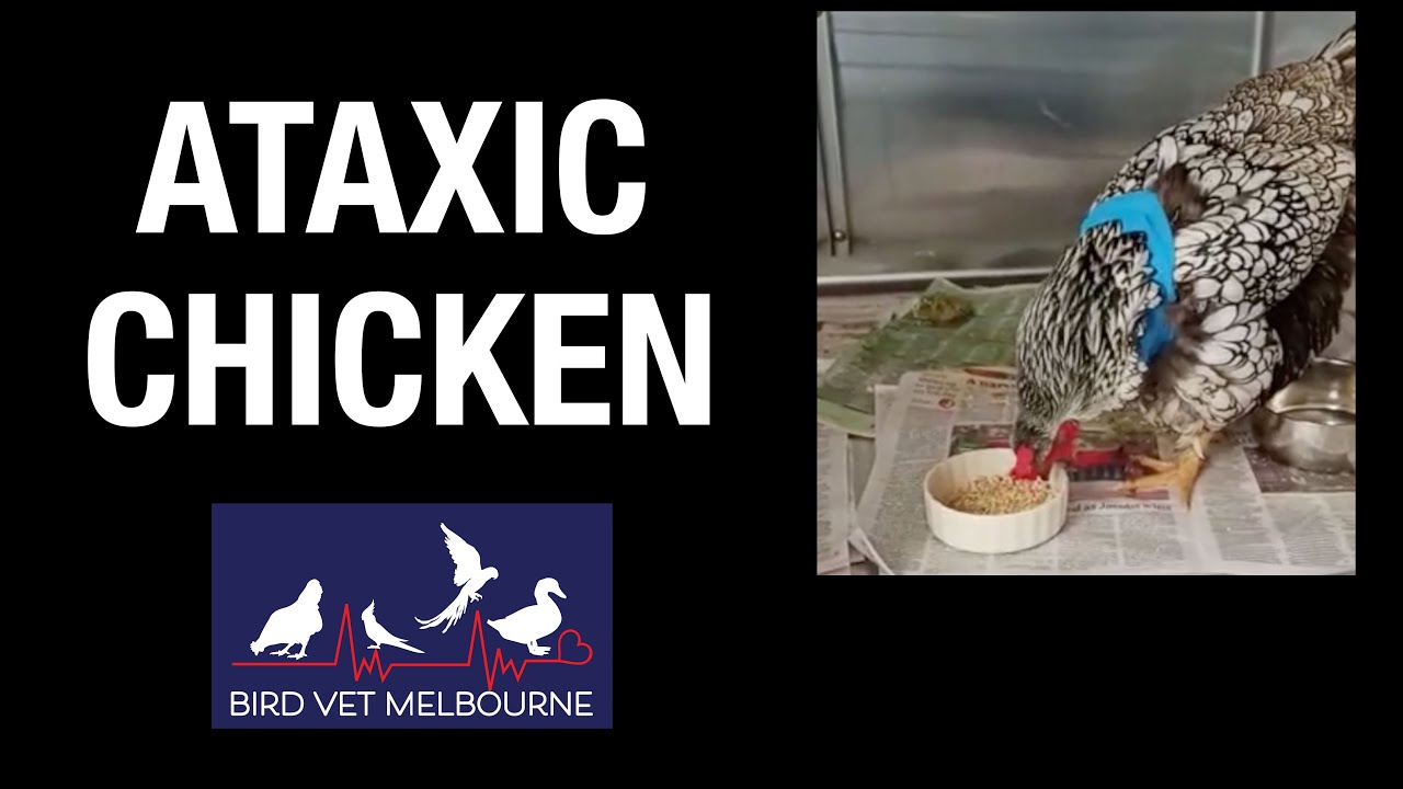 Chicken can't walk properly at Bird Vet Melbourne/Ataxic Chicken with crop stasis