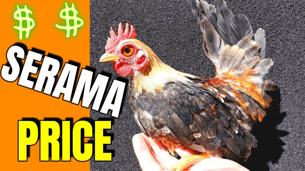 Это САМАЯ ДОРОГАЯ курица, которую вы можете купить? (Разбивка цен на Сераму)