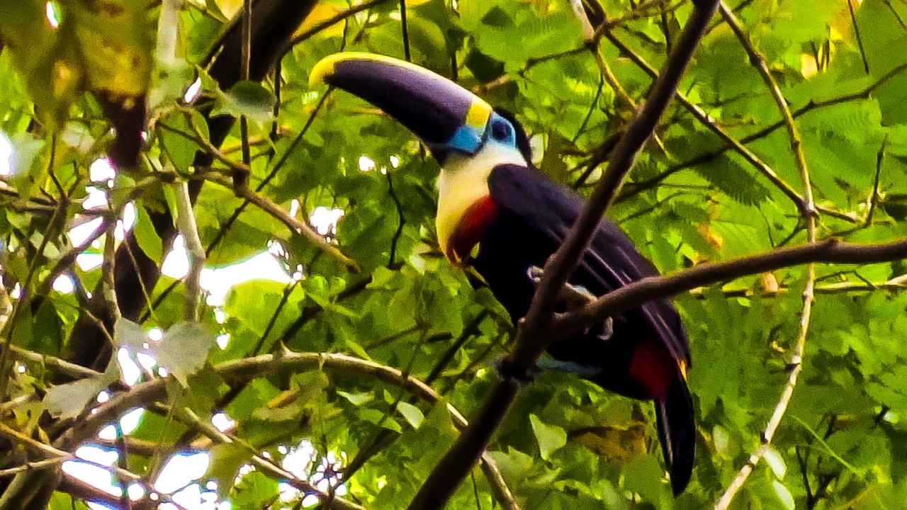 ADVENTURE IN  AMAZON JUNGLE. TOUR MANU NATIONAL PARK PERU