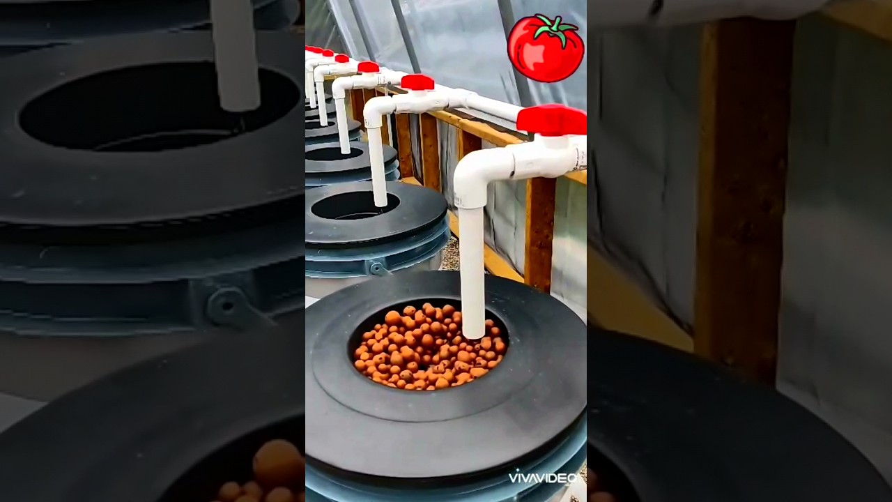 Dutch Bucket Hydroponics