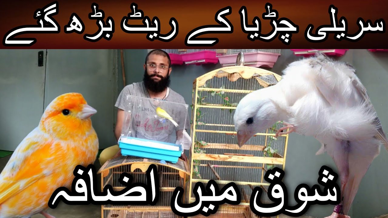 New shipment of canary arrived at Khurram Butt setup | Cheap price birds | Canary | Gloster canary