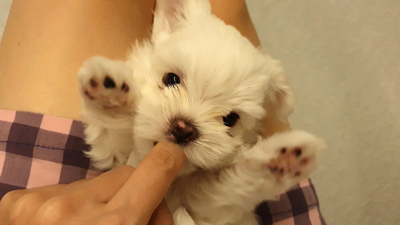잠 안자는 강아지.. 배를 만져보았습니다