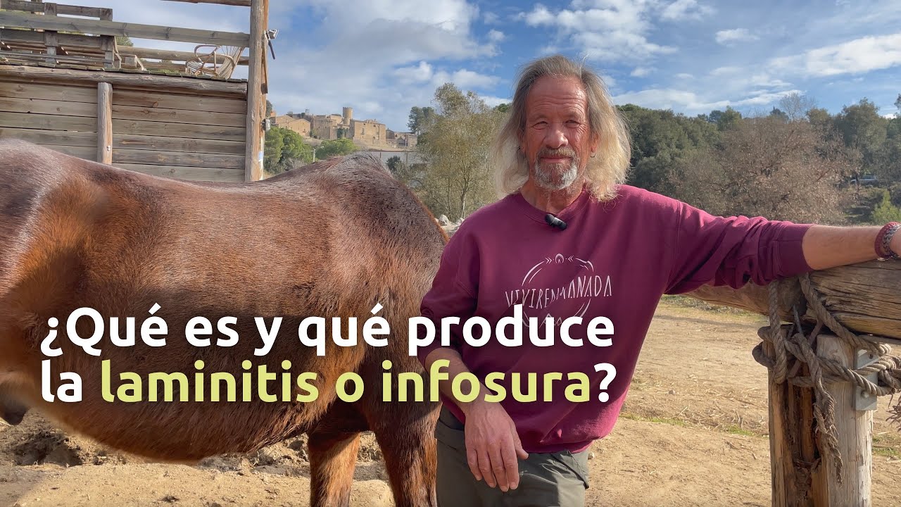 Laminitis o infosura en caballos.