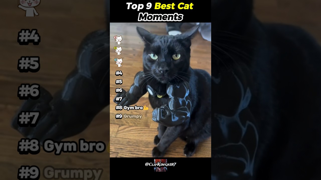 Топ-9 лучших моментов с кошками😄🤣 #оригинальные #видеоскошью #подборкавидеоскошью