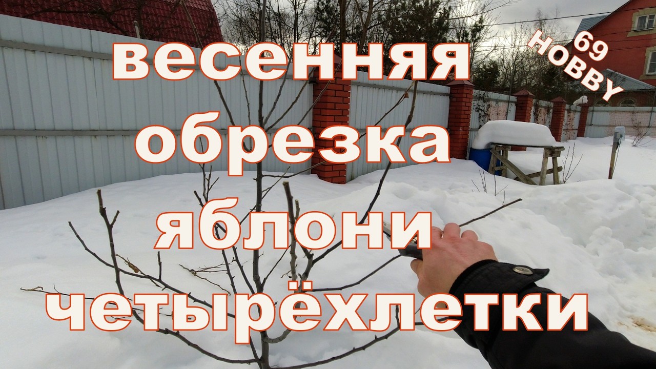 Весенняя обрезка яблони четырёхлетки! Два примера