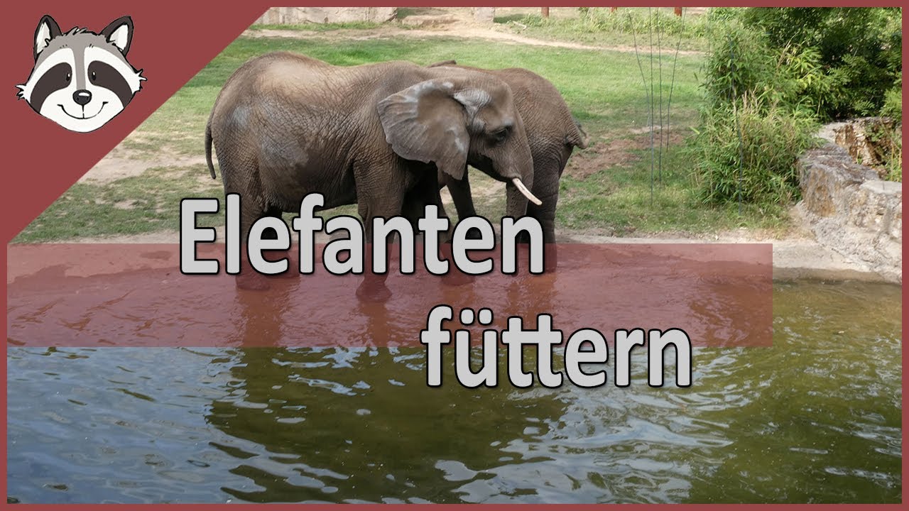 Elefanten holen sich Karotten aus dem Wasser