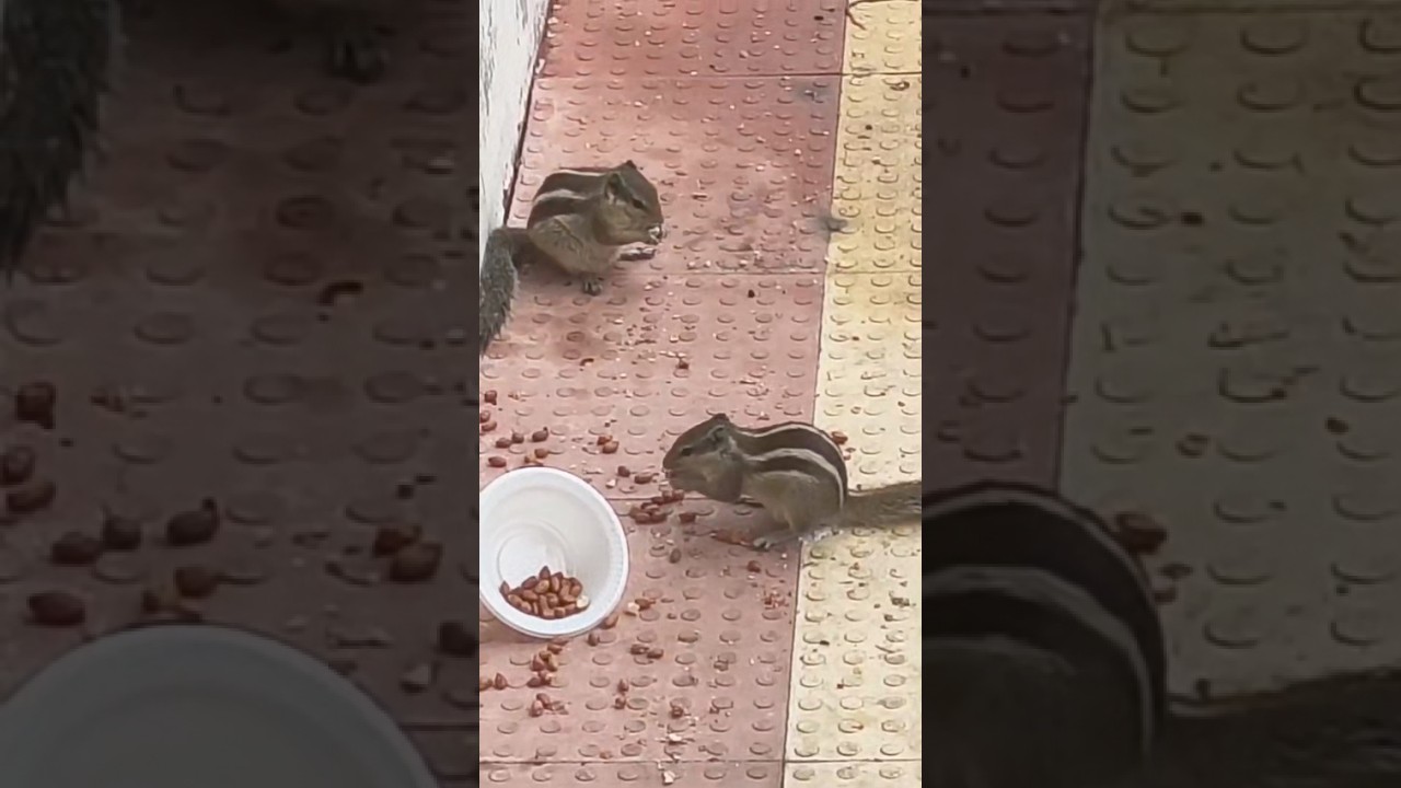 Squirrel eat peanuts🐿️ #VDS@style-i2z #youtube #streamlive