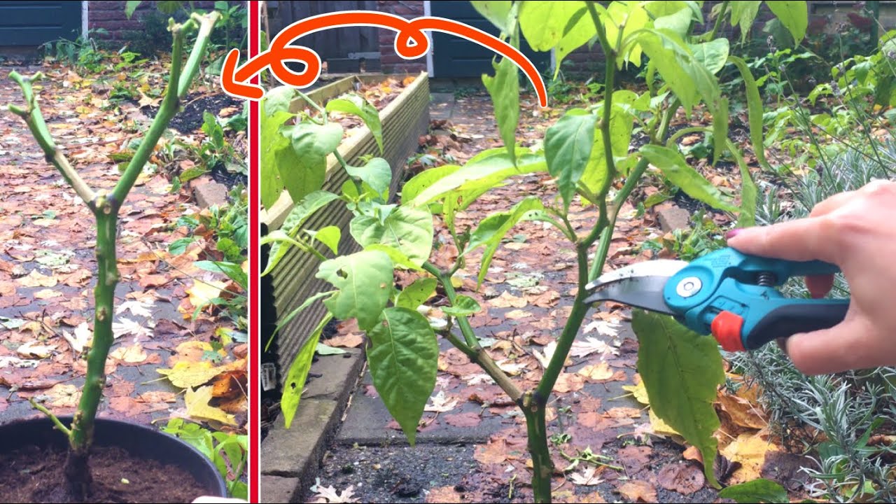 Madame Jeanette peper plant overwinteren doe je zo.