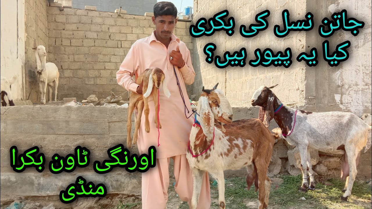 Bachy wali bakry Jatan Breed In Orangi Town Bakra Mandi