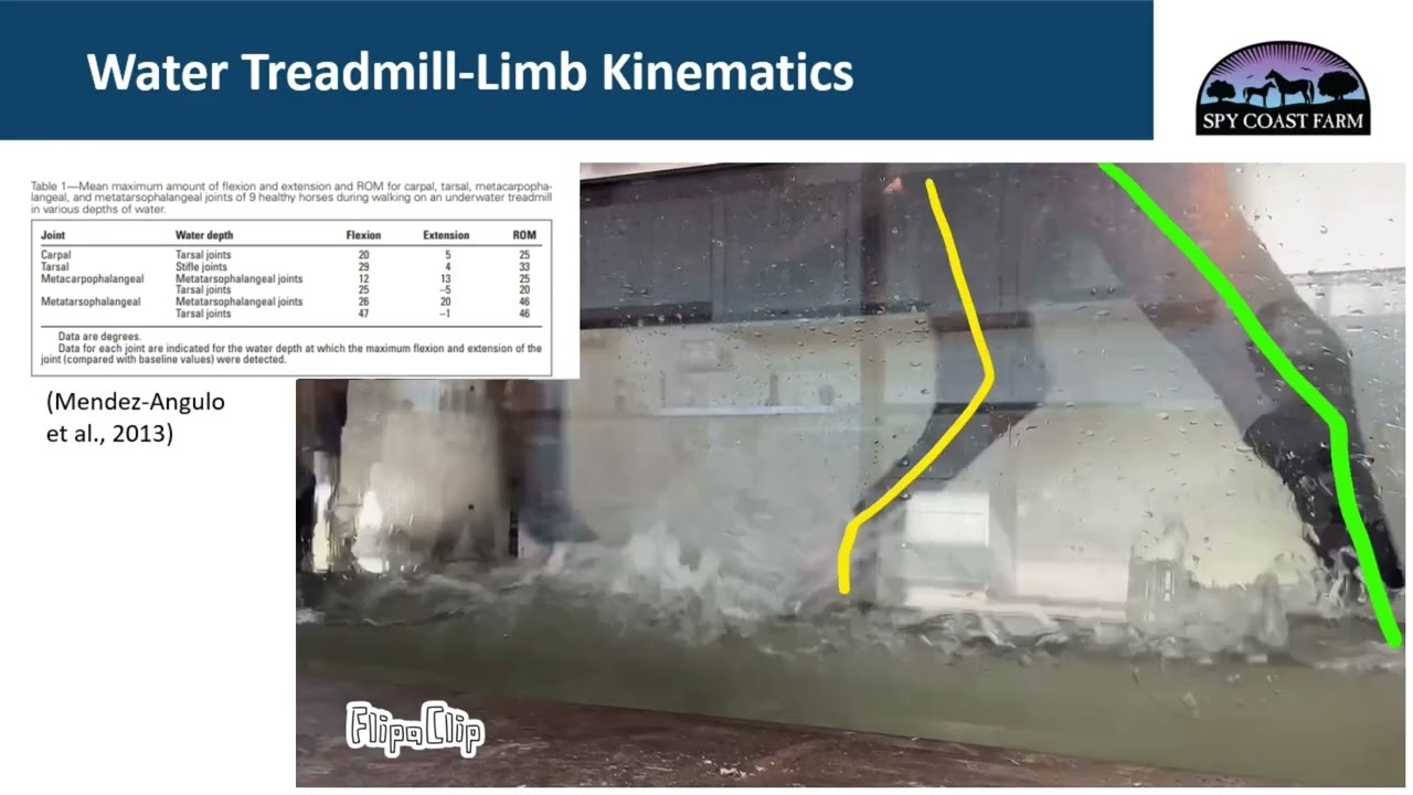 Clinical Considerations for the Use of Equine Water Treadmills