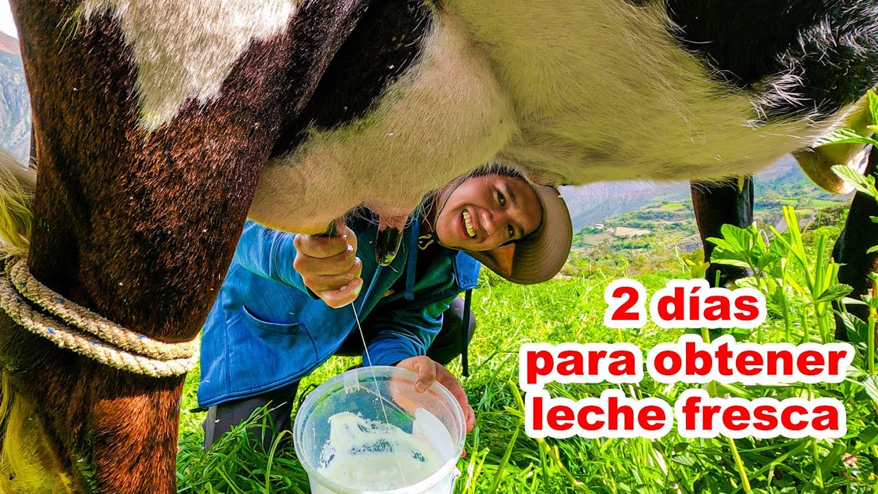 As&iacute; es el PROCESO COSTUMBRISTA de SACAR LECHE en MI PUEBLO | Jordy Aventurero
