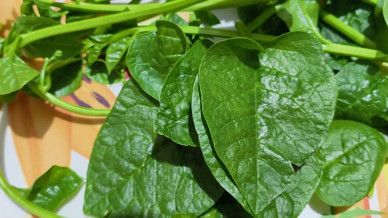 #malabarspinach #vegetable #health #viral#informative #girijakadam #assistantdirectorofhorticulture 
