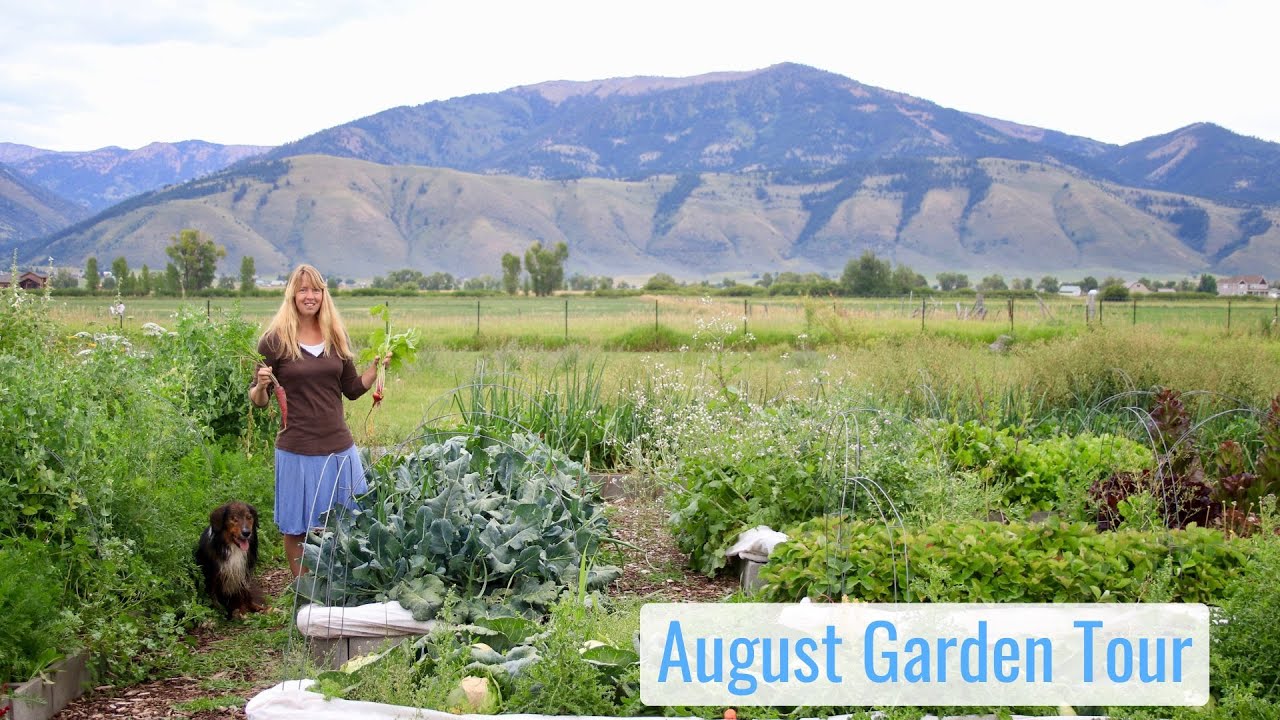 August Tour of the Tiny House Garden, Record Crops & Weeds - Food Production in the WY Mountains