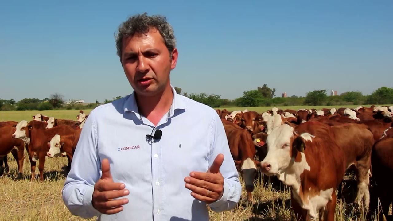 Ganadería: destete en campos de cría