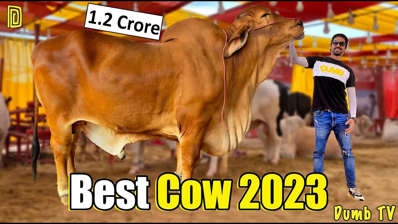 Biggest Cow Mandi 2023 | Dumb Stories