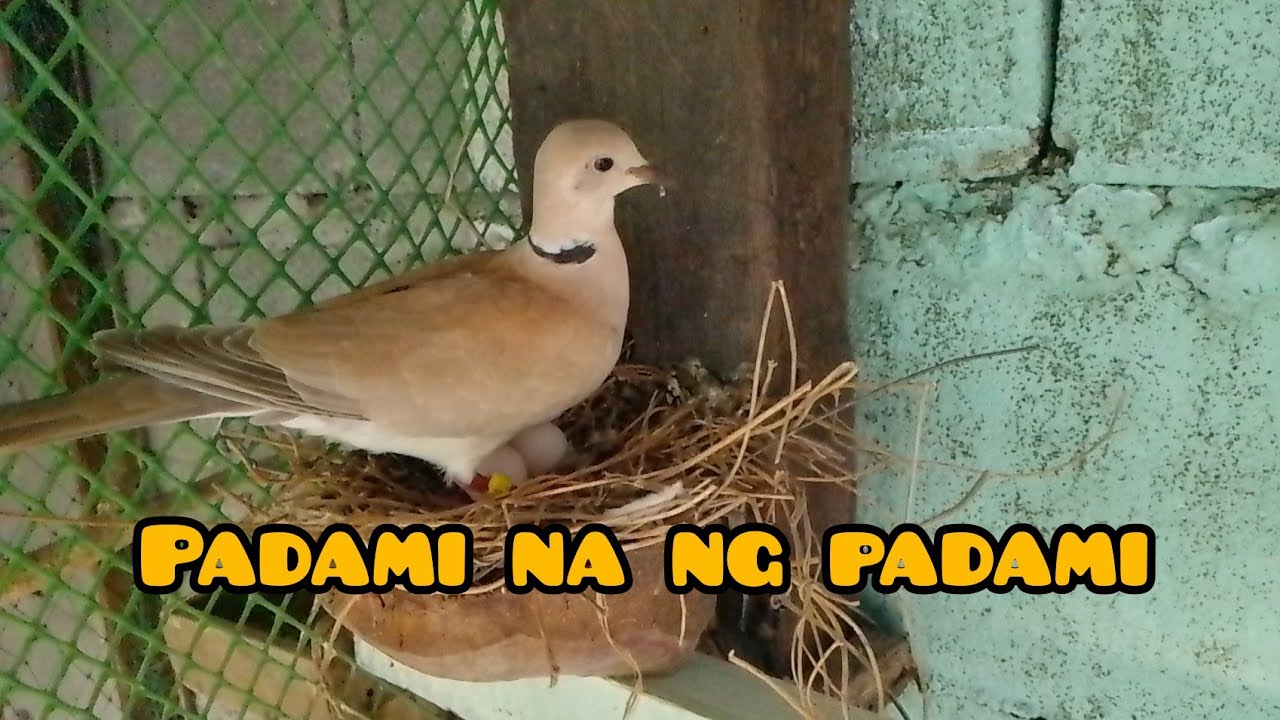 parami na ng parami #barbarydove