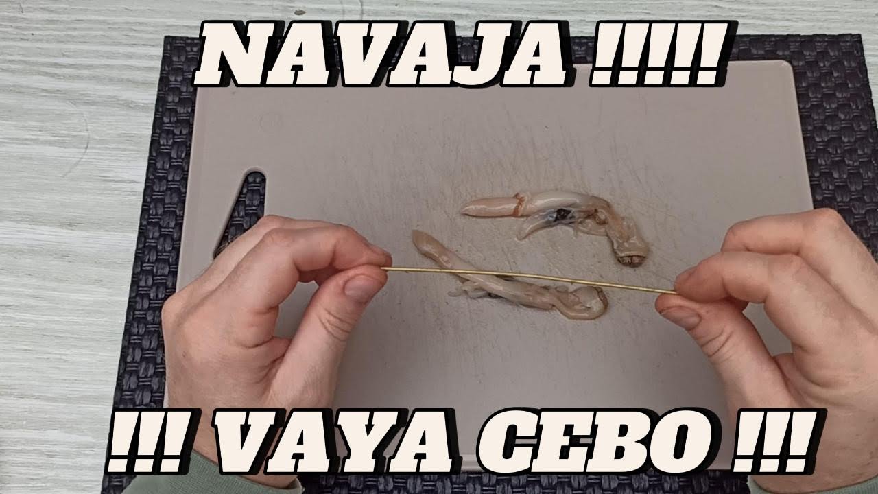 Como Anzuelar la Navaja!!!!! Menudo Cebo!!!!!