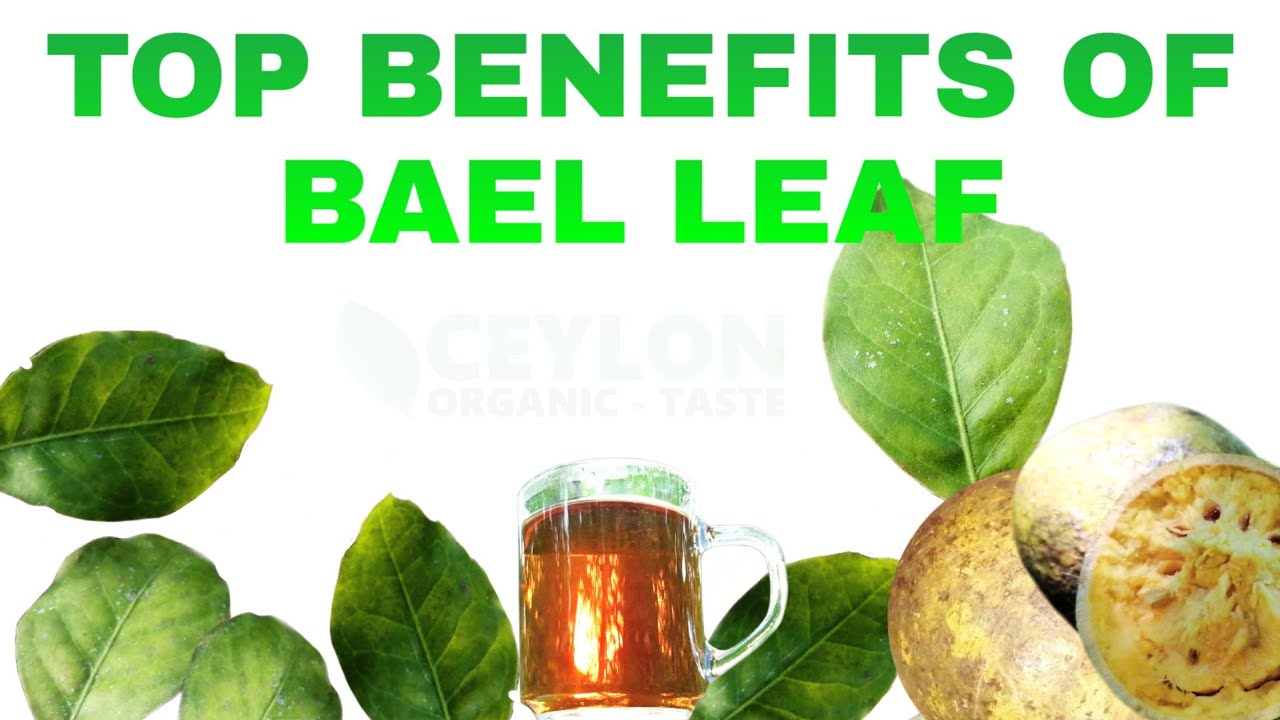 Top Benefits of Bael fruit tree leaf - Indigenous Medicinal Recipes
