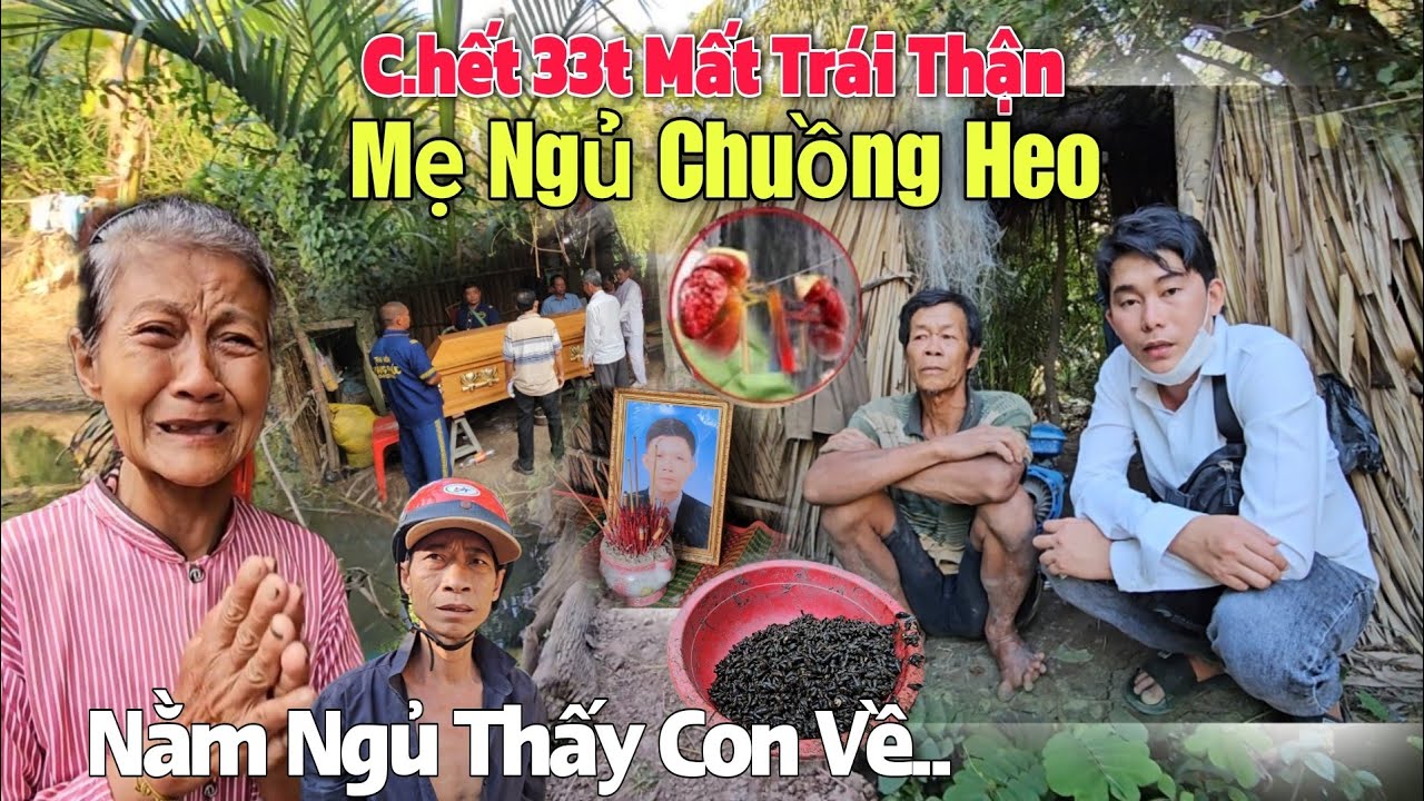 Con Trai 33t C H Ế T Mẹ Ngủ Chuồng Heo Nằm Thấy Con Kêu Mẹ Ơi MTQ Giúp Cất Nhà 