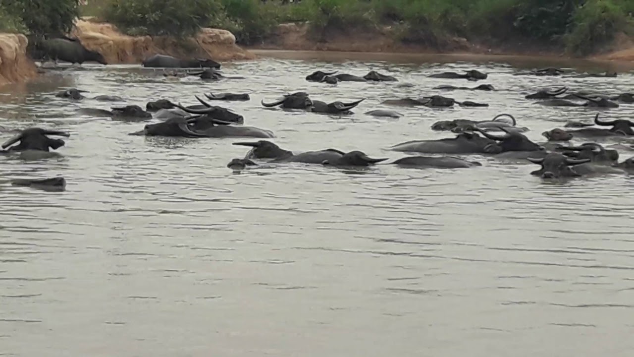 Krabei Riel Buffaloes group swim and play around in pond