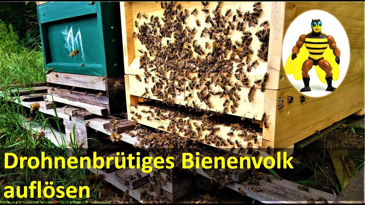Drohnenbrütiges Bienenvolk auflösen