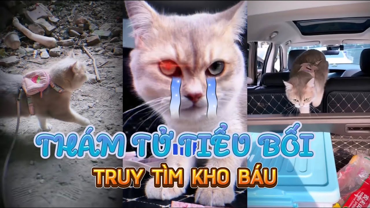 Tổng Hợp Thám Tử Tiểu Bối Truy Tìm Kho Báu Phần 1 - Thông Minh Đáng Yêu | Tony Reviews