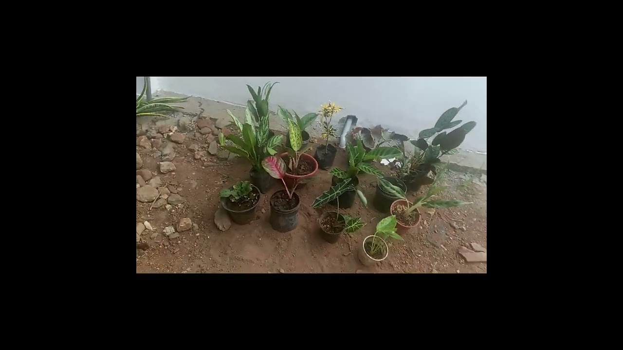ആകർഷകമായ വിലയിൽ ♥️EDANS MARIYA HOME GARDEN ❤️