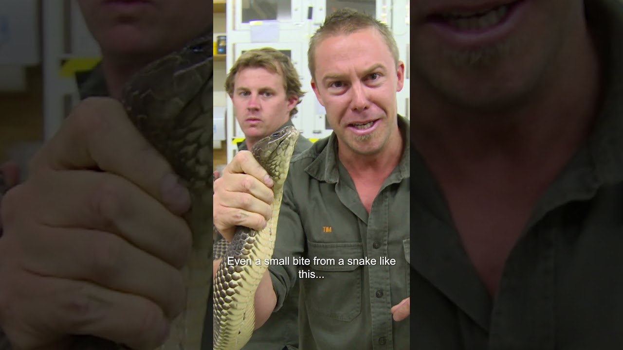 This Deadly King Brown Has Enough Venom To Kill a Person 3 times over! 🐍 #kingbrown #snakes #shorts