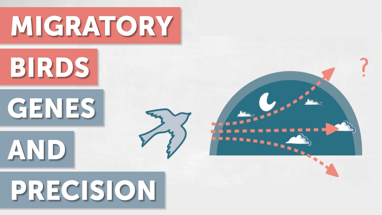 Travel Precision of Migratory Birds: The Role of Genes