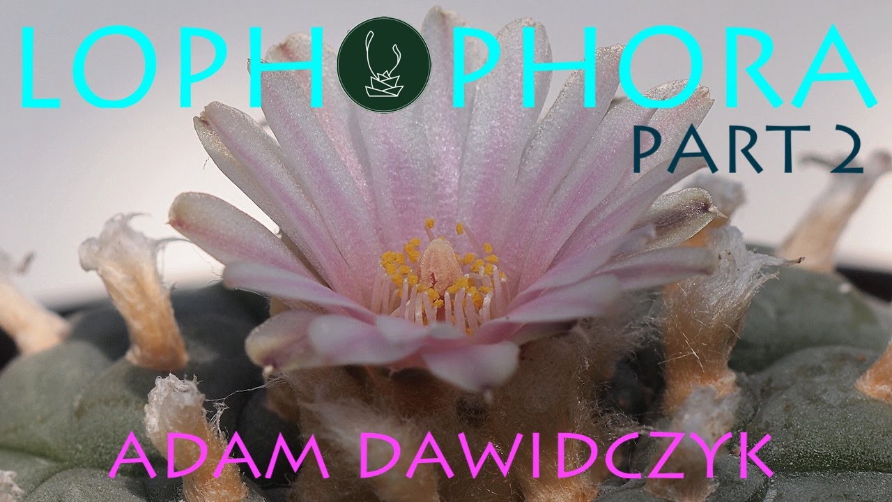 Lophophora Part 2 | Adam Dawidczyk【TCSC Monthly Meeting】20210615