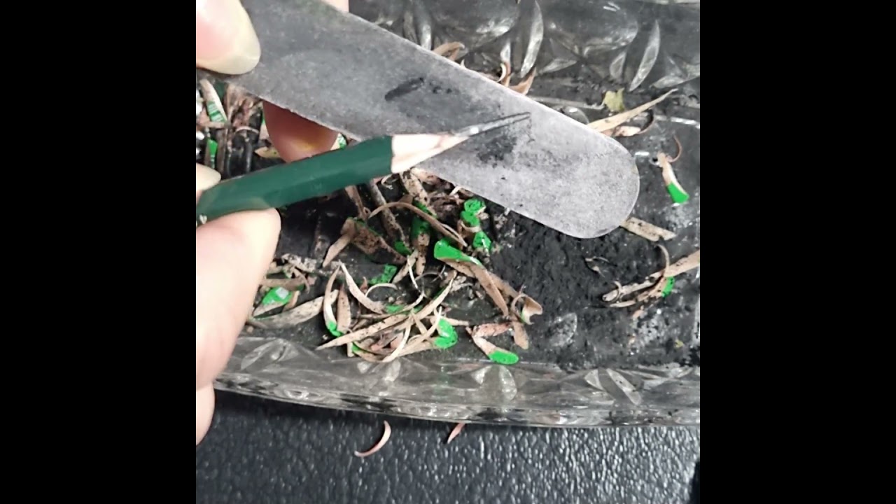 Hur du vässar en blyertspenna för teckning med utan vässare 