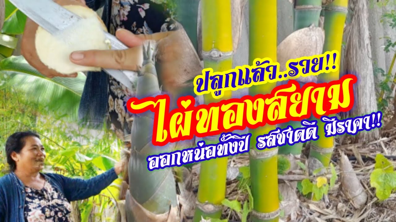 ไผ่ทองสยาม ปลูกแล้วรวย!! หน่อออกทั้งปี รสชาดดี  หวาน ไม่หยาบ ตลาดนิยม ลำใช้ประโชยน์หลายอย่าง