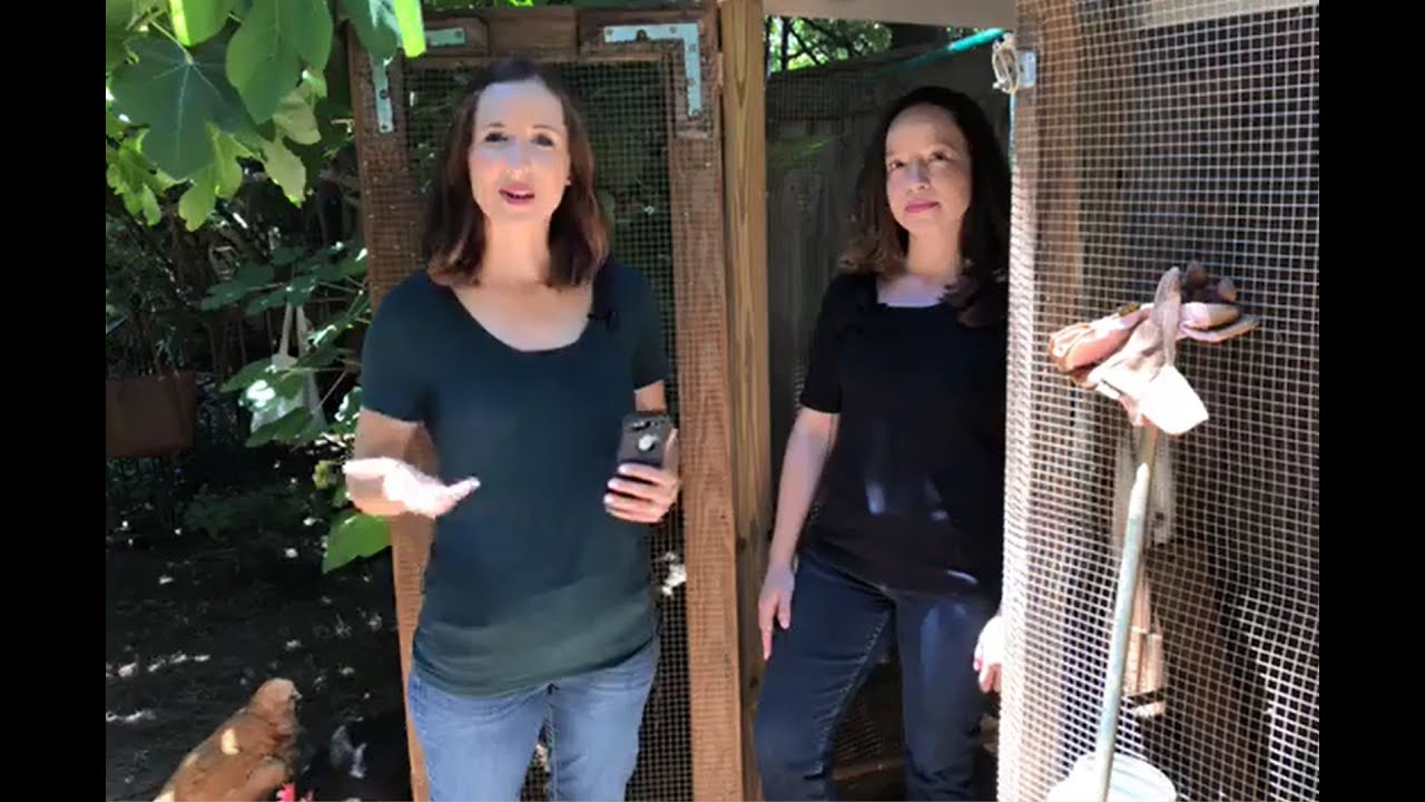 Got a backyard flock? Here’s how to prevent Salmonella