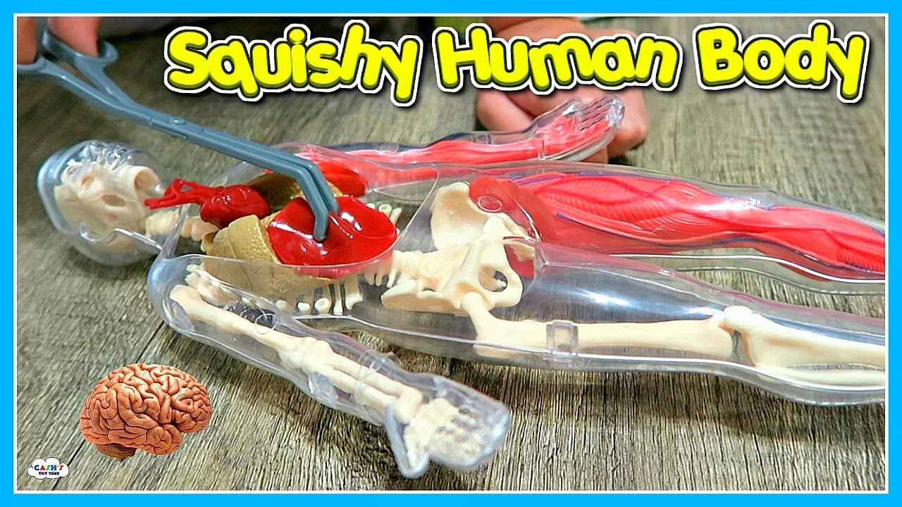 HUMAN BODY Learning About Bones, Organs & More Toy Review