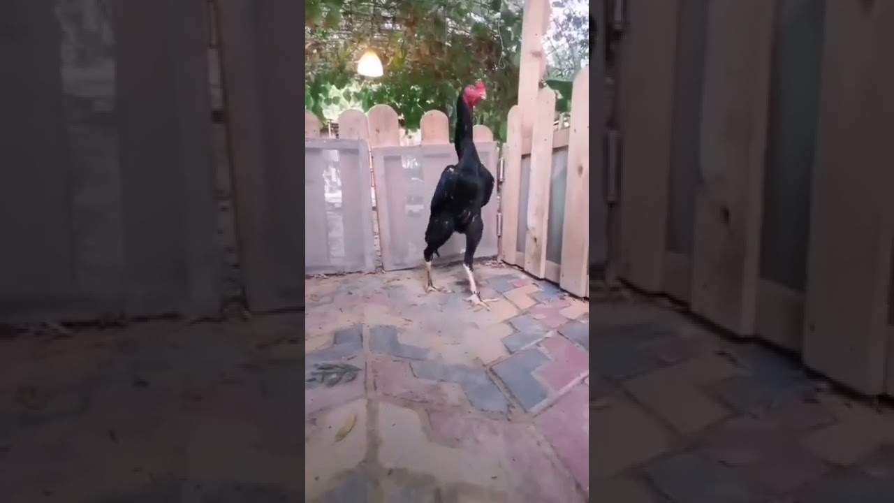 مخاليف شامو الألماني  الهزاز