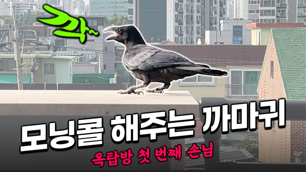 오늘도 옥탑방은 깍깍? 🐦‍⬛ 모닝콜 해주는 애착 까마귀 가족