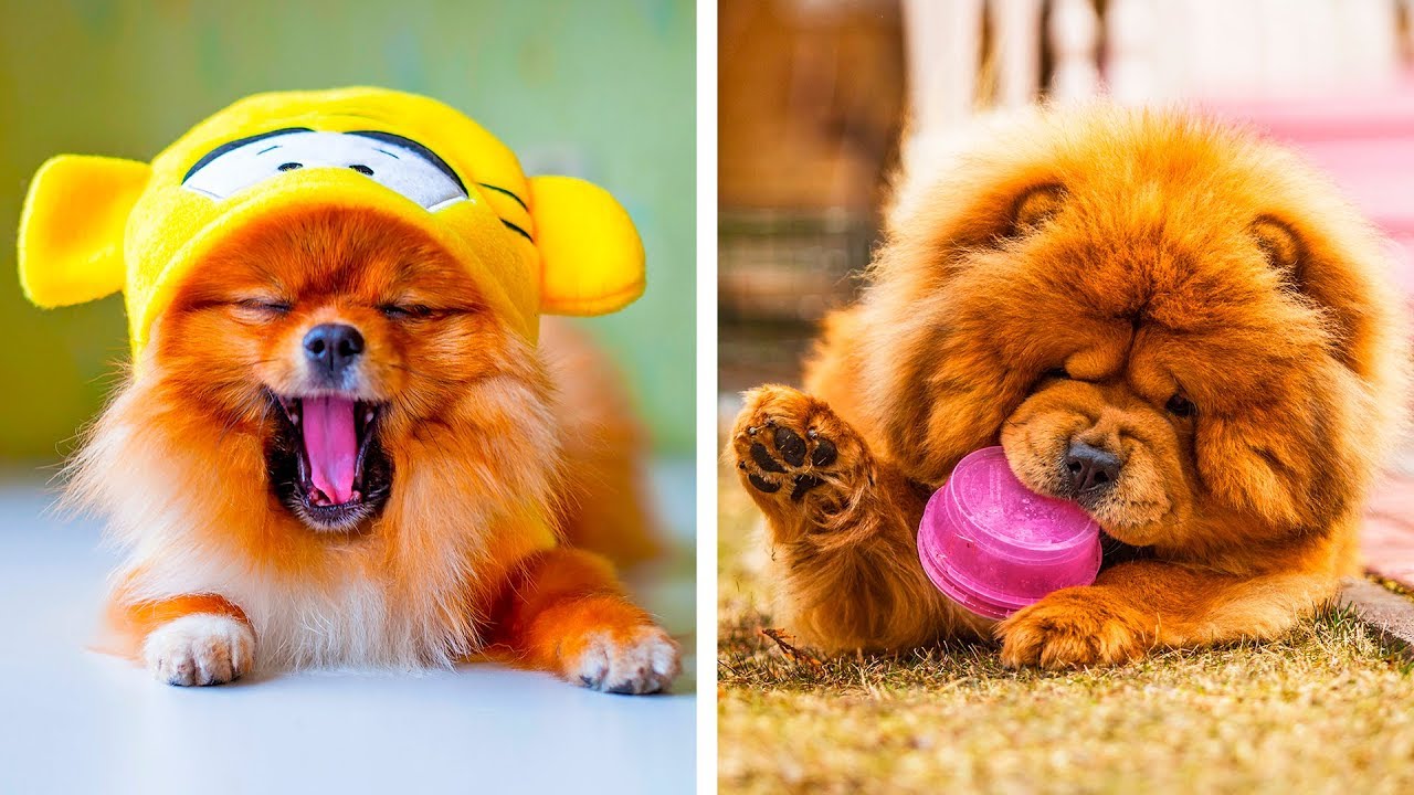 8 de las razas de perros más tiernos que te harán decir “awww”