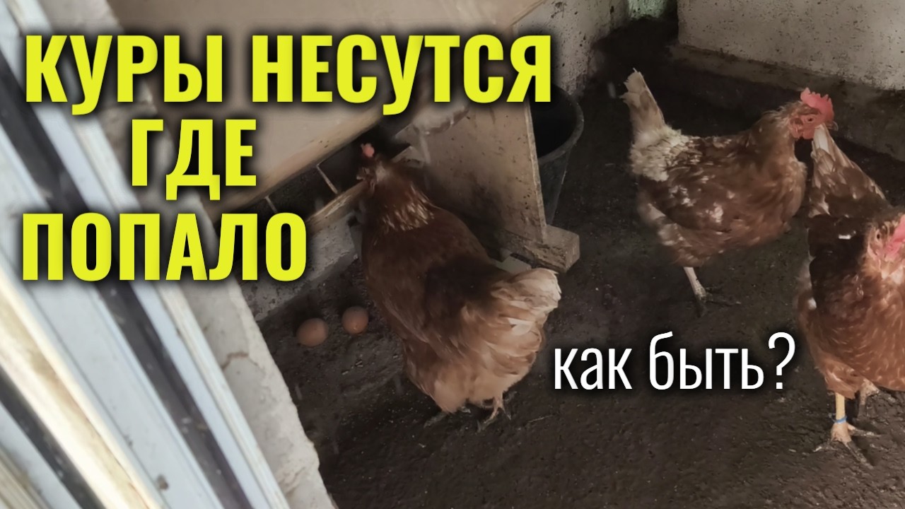 Куры несутся где попало но не в гнёздах - что делать?