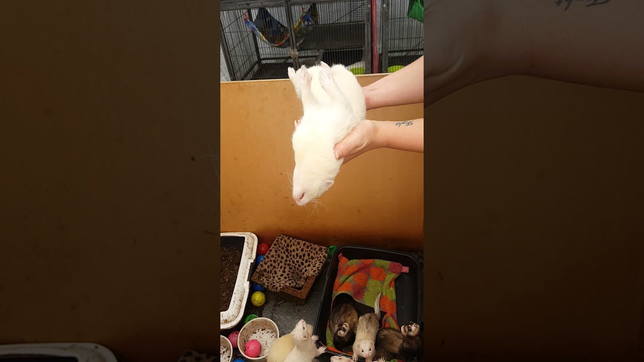 Ferret Looks Dead While Sleeping || ViralHog