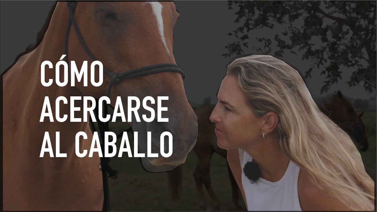 Cómo acercarse al caballo